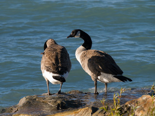 Barnacla canadiense