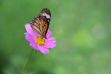 Fototapeta na wymiar Butterfly (The Common Tiger) perching over purple cosmos flowers as wildlife background
