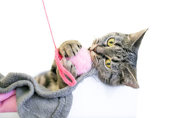 A playful brown tabby domestic shorthair kitten holding a toy in its paws
