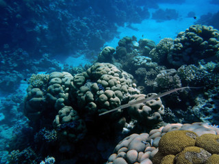 Naklejka na ściany i meble Red sea coral reef with Needlefish. Red Sea