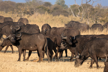 A group of african buffalos in savannah