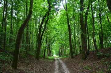 Allee in Litauen