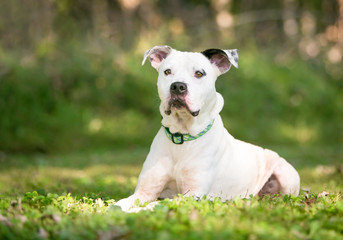 A white and black American Bulldog mixed breed dog lying in the grass outdoors