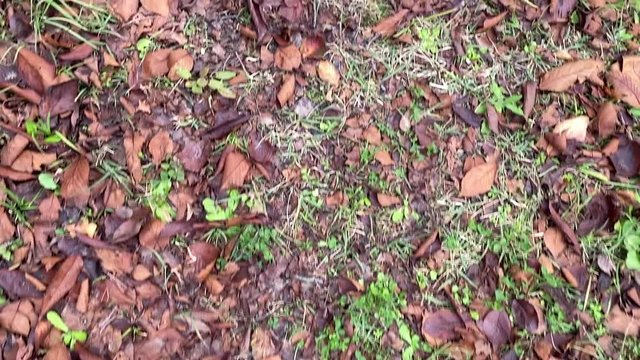 枯葉の道を進む 落ち葉 枯葉 桜並木 桜 初冬 スロー, B-roll 桜紅葉_v18_00503(IMG_4879_MOV)