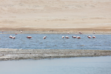 Flamingos  in Paracas, Peru.