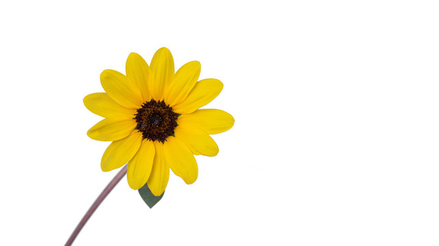 Beautiful California Brittlebush Flowers (Yellow flower) isolate on white background