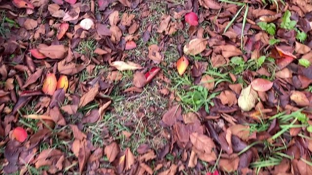 枯葉の道を進む 落ち葉 枯葉 桜並木 桜 初冬 スロー, B-roll 桜紅葉_v17_00502(IMG_4878_MOV)