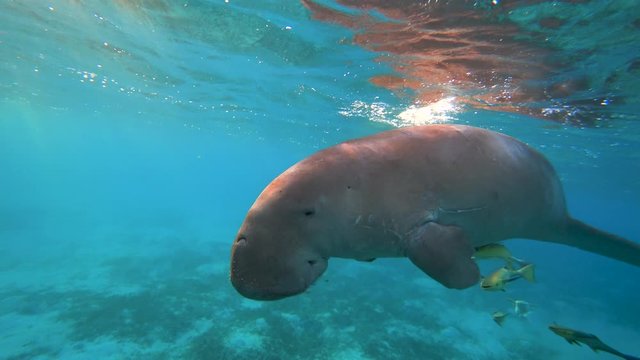 Dugong (sea cow) swims in the sea.