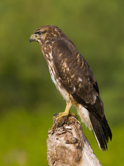 Milano negro encontrado en la desembocadura del rio Leza