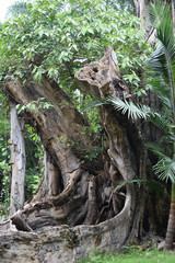 old tree root wood