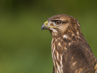 Milano negro encontrado en la desembocadura del rio Leza