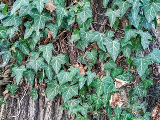 Common ivy botany herb on a brown tree wood found in nature with mysterious and fantasy feeling to it in beautiful green color