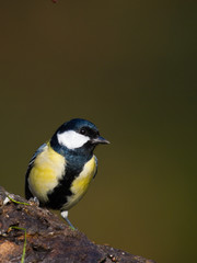 Fototapeta premium Carbonero común