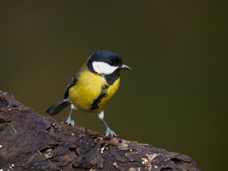 Naklejka premium Carbonero común