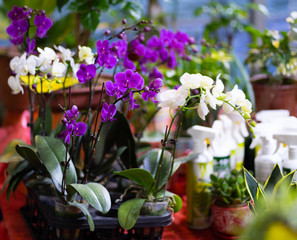 Flowers cactus in a garden at market