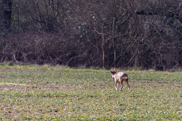 Muntjac Deer (Muntiacus) in a field near East Grinstead