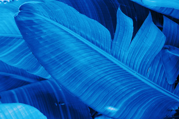 Tropical nature botanical background big feathery banana palm leaves in trendy classic blue color. Beautiful wallpaper poster template