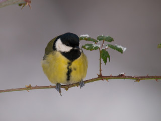 Naklejka premium Carbonero común