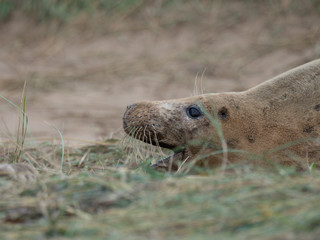 Female Cow Grey Seal   At Donna Nook, Lincolnshire.