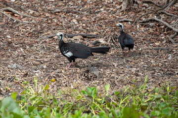 Ein Paar des Blaukehlguan am Uferrand