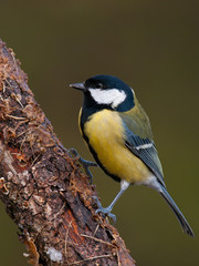 Fototapeta premium Carbonero común