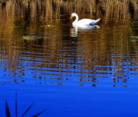Photo of a swan on a water in Izmail, Ukraine.