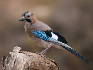 Arrendajo
