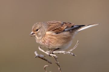 Linnet Perched on Plant