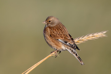 Linnet Perched on Plant