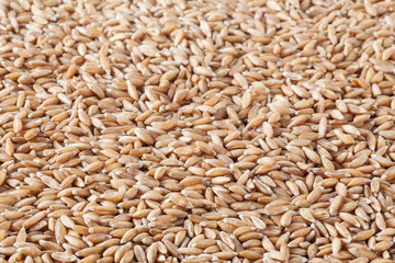 Uncooked spelt grains background