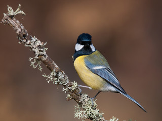 Fototapeta premium Carbonero común