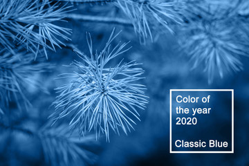 Fir tree branch. Fluffy fir tree brunch close up in classic blue trendy color. background. Color of the year 2020.