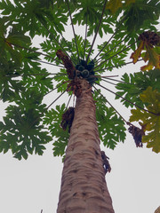 Fototapeta premium palm tree on background of blue sky