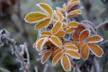 gefrorene gelbe Herbstblätter mit kaltem Reif