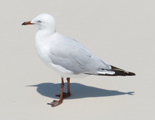 Close up of a seagull on the Whitehaven Beach, Australia