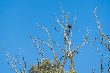 Great Cormorant (phalacrocorax carbo) perched in a tree in the Danube Delta