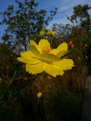 yellow flowers on a green background of blue sky