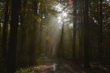 Fototapeta premium Herbstwald