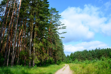  beautiful summer landscape with pine trees 