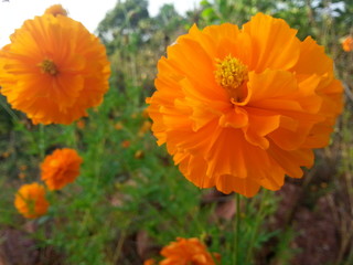 flowers in the garden