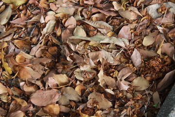 Selective focus Dry leaves of trees that wither due to autumn. Dried brown leaves with an blurry background