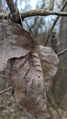 natur