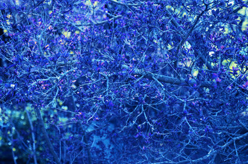 The blossoming tree branch in the spring. Classic Blue