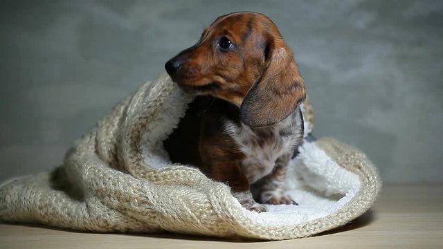 wool scarf puppy portrait wooden table hd footage 