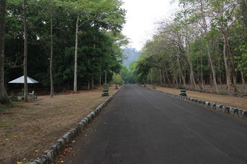 asphalt in the middle of a forest, asphalt landscape with a fresh concept that can be used for backgrounds, design materials, wallpapers, or beautiful quote backgrounds