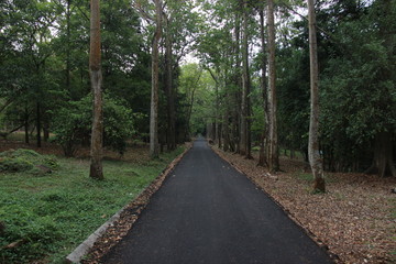 asphalt in the middle of a forest, asphalt landscape with a fresh concept that can be used for backgrounds, design materials, wallpapers, or beautiful quote backgrounds