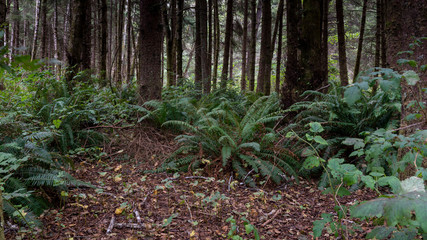 Jurassic forest in Humboldt County, CA, USA, featuring ferns and coniferous trees