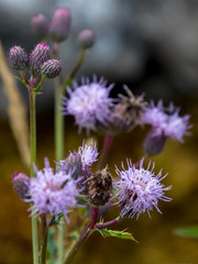 Creeping Thistle (Cirsium arvense) flowering in the Yorkshire Dales