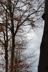 Kahle Bäume im Winter. Äste mit Laubresten gegen einen grauen Himmel