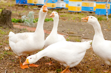 a group of four white geese walks in the backyard, close-up